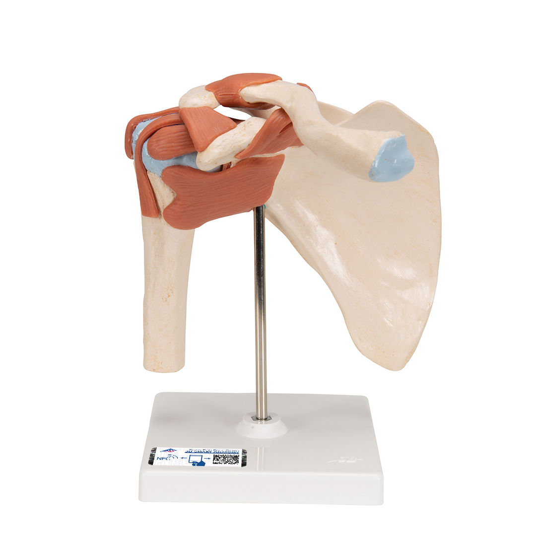 Manikin Model Shoulder Joint available in online  pharmacy qatar, doha 